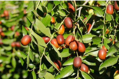 Žižole: The Sweet, Ancient Fruit You Probably Didn’t Know You Needed