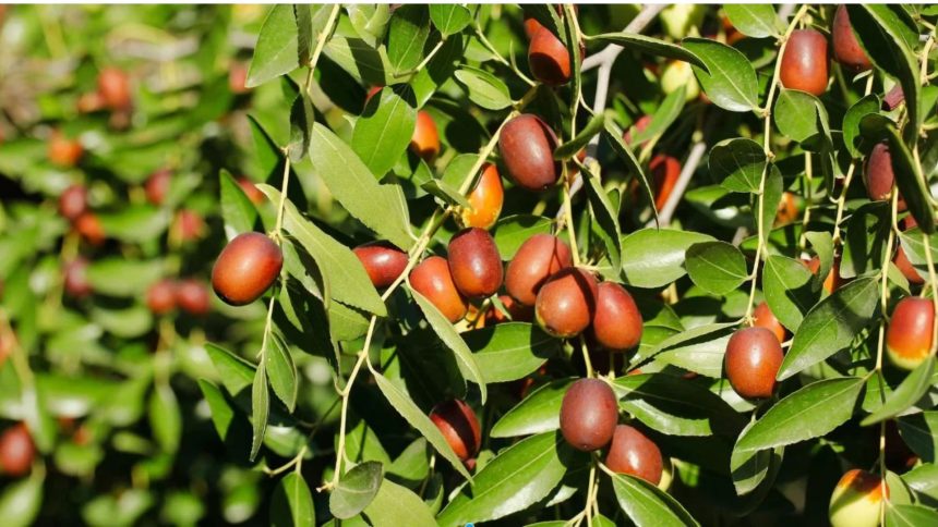 Žižole: The Sweet, Ancient Fruit You Probably Didn’t Know You Needed